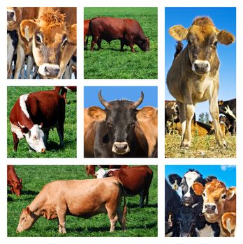 Collage of cattle on the field