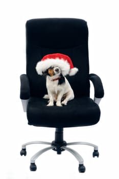 Jack Russell Terrier. Portrait of dog in red Christmas hat. In boss chair