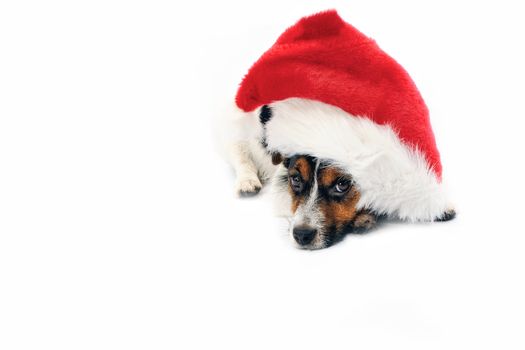 Jack Russell Terrier. Portrait of dog in red Christmas hat. Isolated on a white background