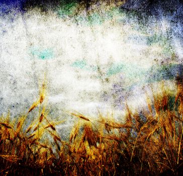 Wheat ears against the blue  sky