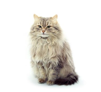 cat  isolated on a white background