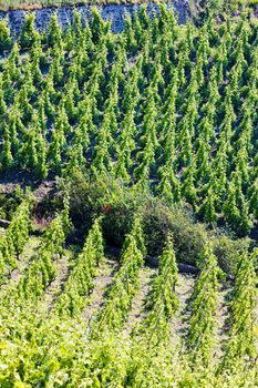 grand cru vineyard, Cote Rotie, Rhone-Alpes, France