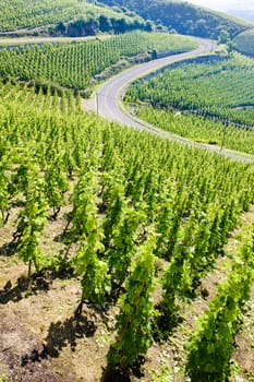 grand cru vineyard, Cote Rotie, Rhone-Alpes, France