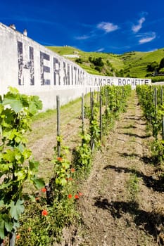 grand cru vineyard, L�Hermitage, Rhone-Alpes, France