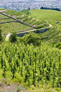 grand cru vineyard, L�Hermitage, Rhone-Alpes, France