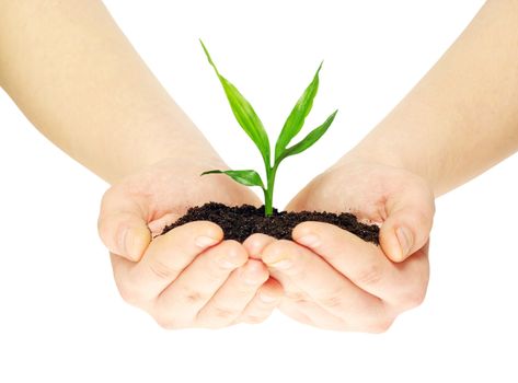 plant in hands isolated on white background