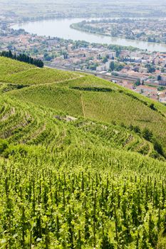 grand cru vineyard, L�Hermitage, Rhone-Alpes, France