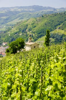 grand cru vineyard and Chapel of St. Christopher, L�Hermitage, Rhone-Alpes, France