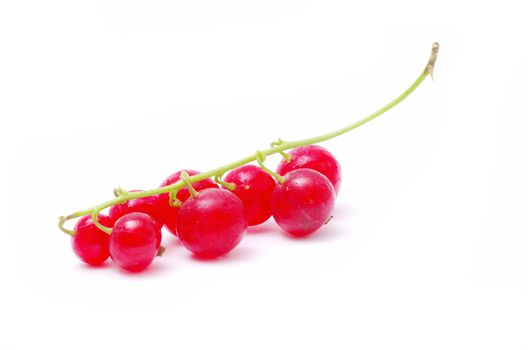red currant isolated on a white background