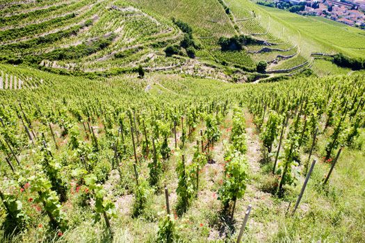grand cru vineyard, L�Hermitage, Rhone-Alpes, France