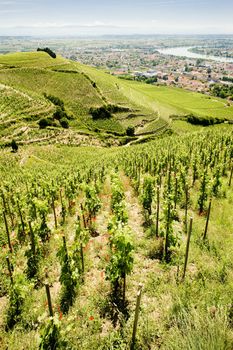grand cru vineyard, L�Hermitage, Rhone-Alpes, France