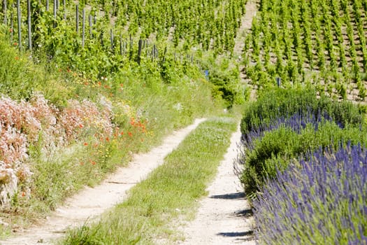 grand cru vineyard, L�Hermitage, Rhone-Alpes, France