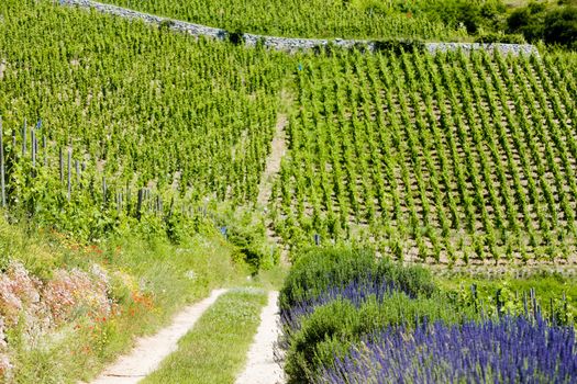 grand cru vineyard, L�Hermitage, Rhone-Alpes, France