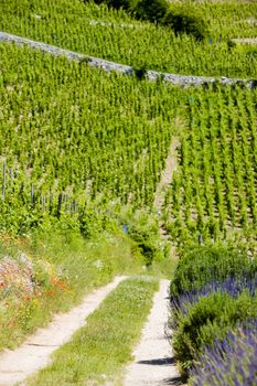 grand cru vineyard, L�Hermitage, Rhone-Alpes, France