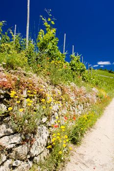 grand cru vineyard, L�Hermitage, Rhone-Alpes, France