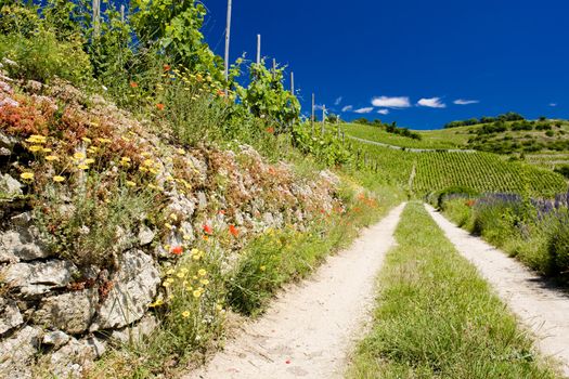 grand cru vineyard, L�Hermitage, Rhone-Alpes, France