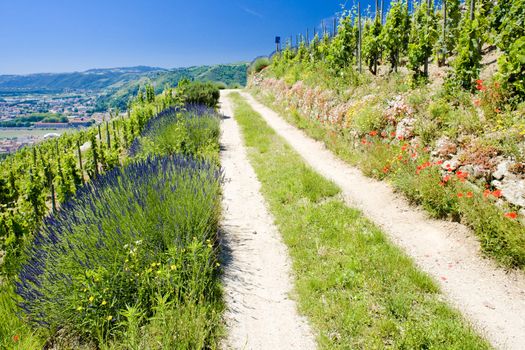 grand cru vineyard, L�Hermitage, Rhone-Alpes, France