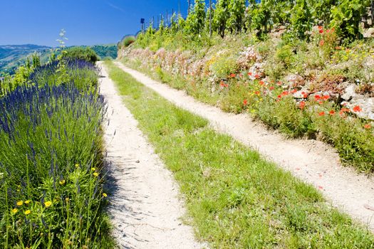 grand cru vineyard, L�Hermitage, Rhone-Alpes, France