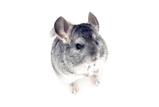 gray chinchilla isolated on white