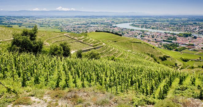 grand cru vineyard, Tain-L�Hermitage, Rhone-Alpes, France