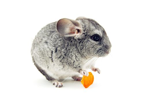 gray chinchilla isolated on white