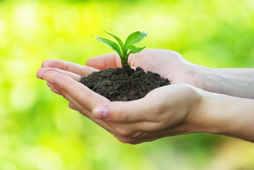 plant in the hand on green background