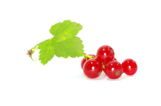red currant isolated on a white background