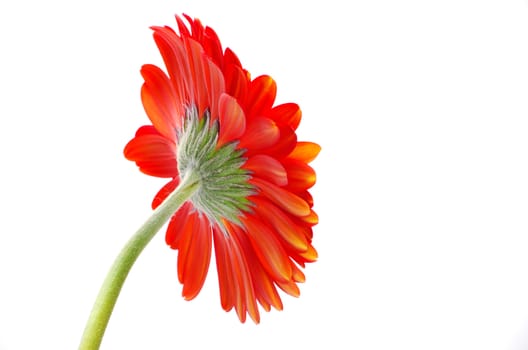 red gerbera flower closeup on white background