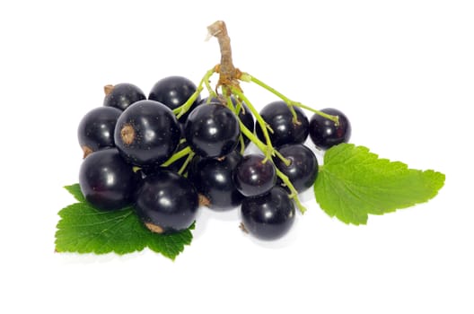 branch of black currant fruits isolated on white background