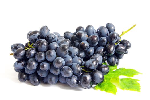 The branch of grapes with water drops