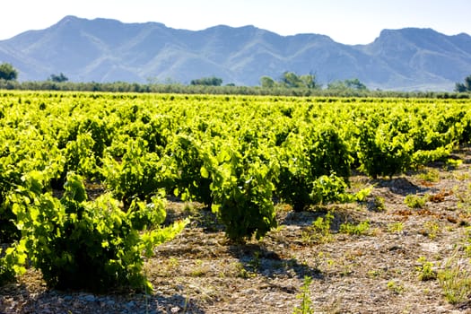 vineyard, Provence, France