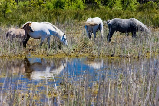 Camargue horses, Parc Regional de Camargue, Provence, France