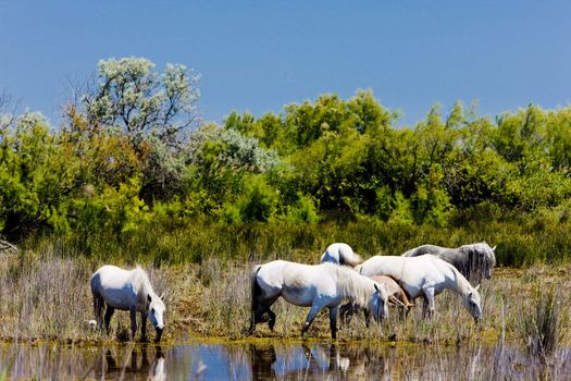 Camargue horses, Parc Regional de Camargue, Provence, France