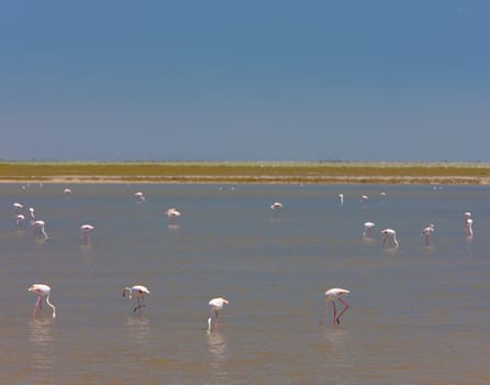 flamingos, Parc Regional de Camargue, Provence, France