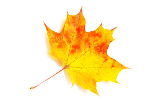 autumn maple leaf isolated on white background