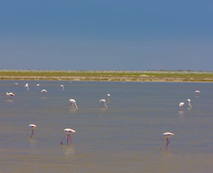 flamingos, Parc Regional de Camargue, Provence, France