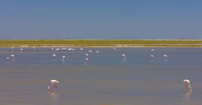 flamingos, Parc Regional de Camargue, Provence, France