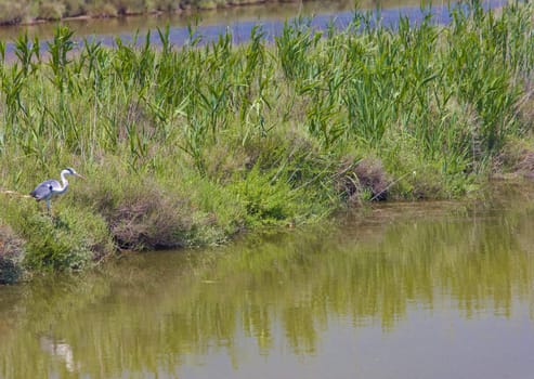 heron, Parc Regional de Camargue, Provence, France