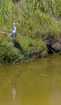 heron, Parc Regional de Camargue, Provence, France