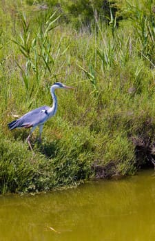 heron, Parc Regional de Camargue, Provence, France