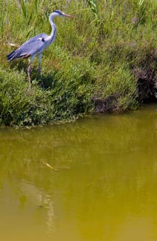 heron, Parc Regional de Camargue, Provence, France