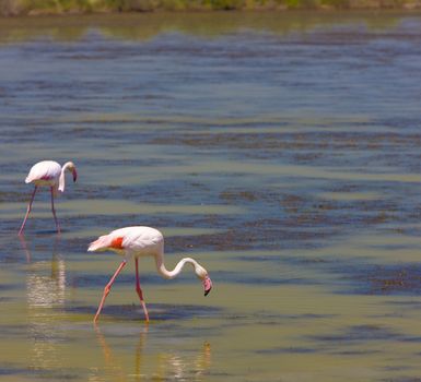 flamingos, Parc Regional de Camargue, Provence, France