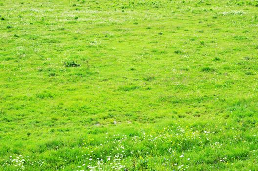 green grass texture from a  field           
