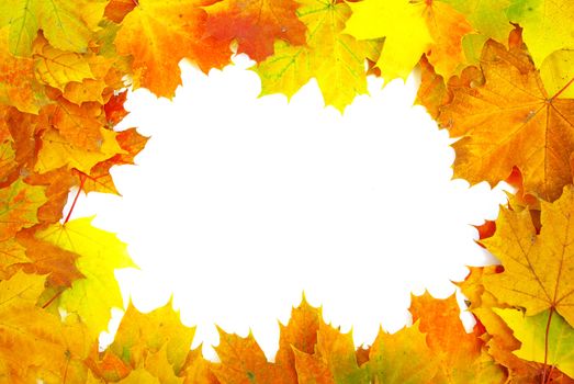 autumn maple leaves isolated on a white