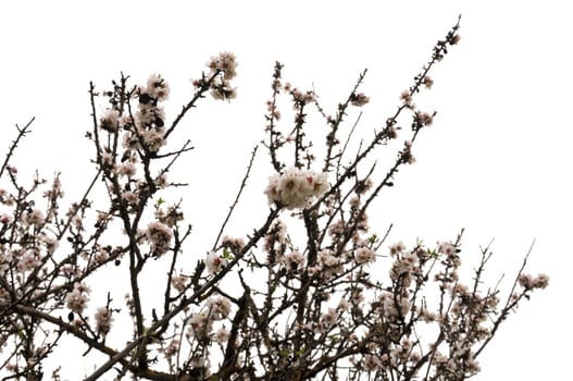 Almond tree branches covered with blooming flowers. Spring background.