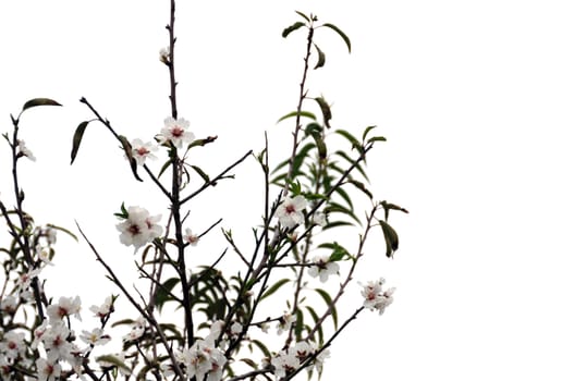 Blooming almond tree flowers on white background.