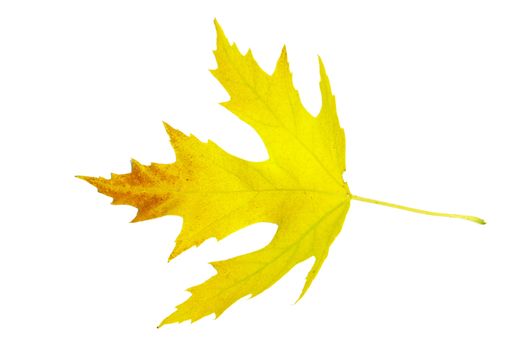 autumn maple leaf isolated on white background