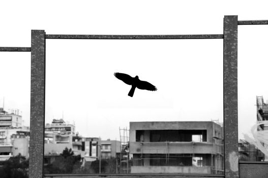 Decorative plastic bird silhouette on stained glass surface of highway traffic noise barrier. Black and white.