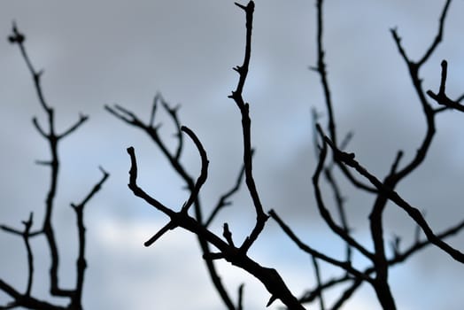 Tree branches silhouette against moody sky. Selective docus.
