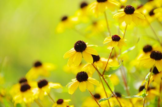 abstract yellow flowers on field